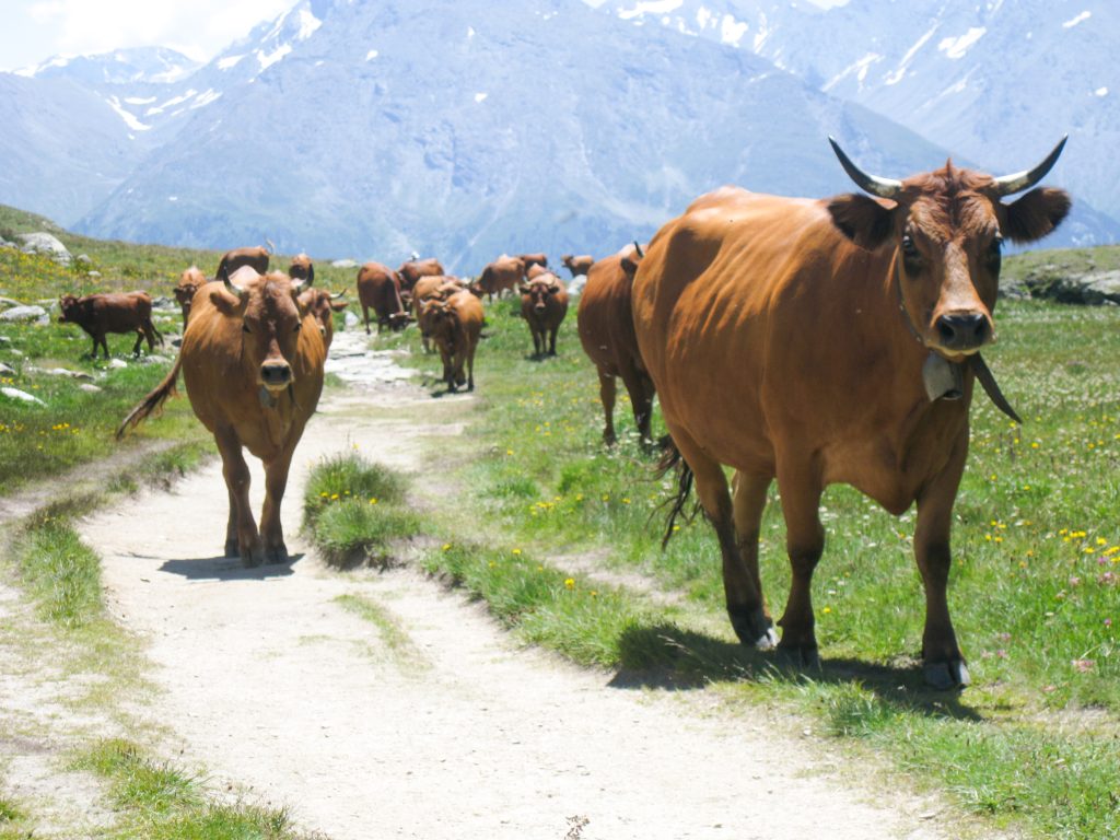 Troupeau sur un chemin d'alpage