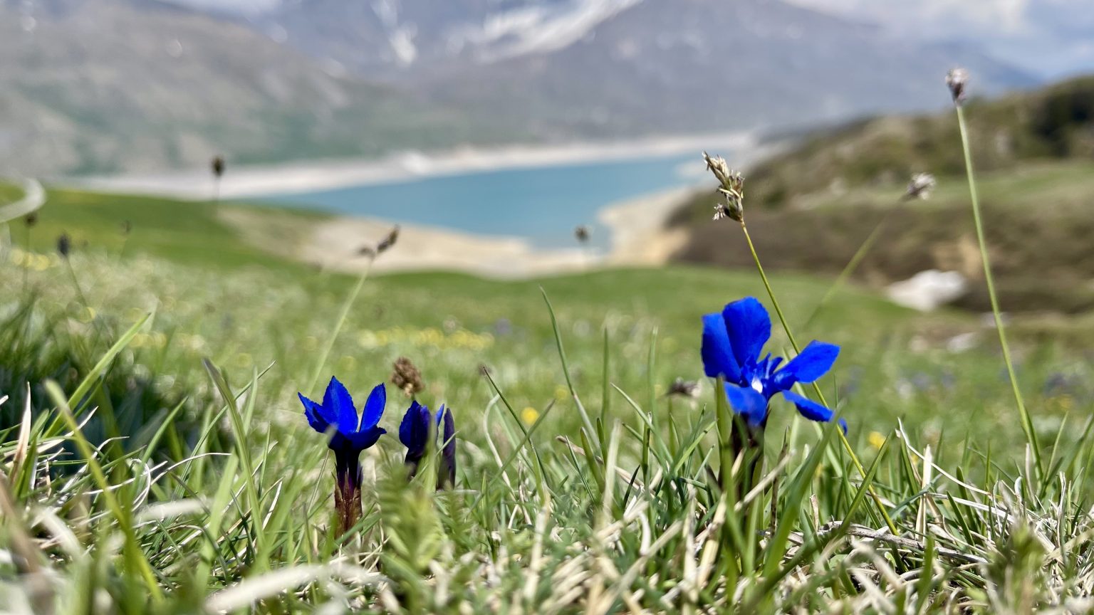 Gentianes au-dessus du lac du Mont-Cenis